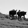 Man with buffalo