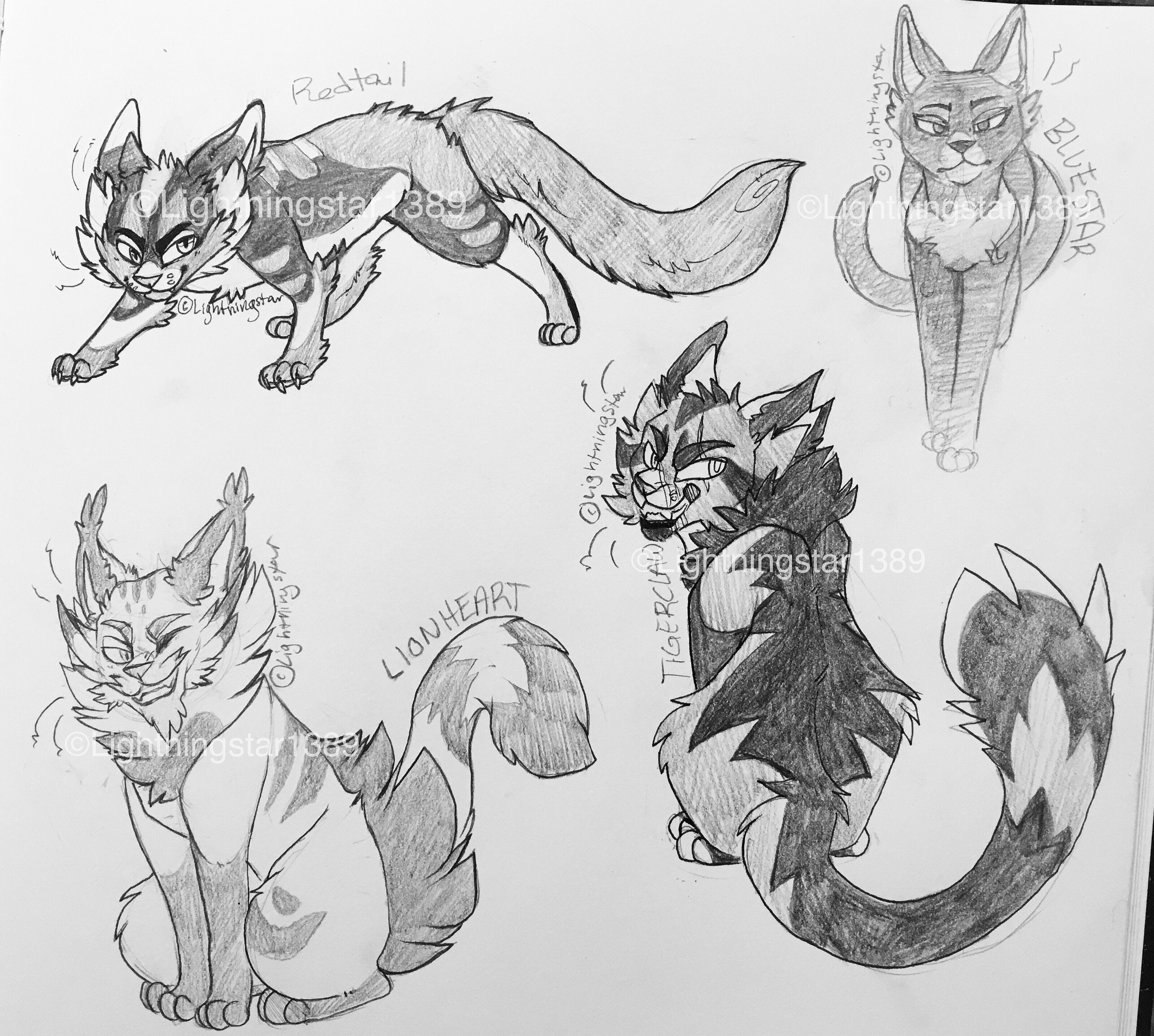 Warrior Cat Designs  Warrior cats art, Warrior cats, Warrior cat