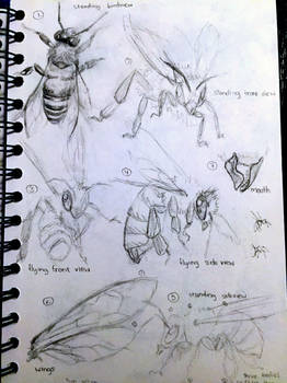 Old wasp studies