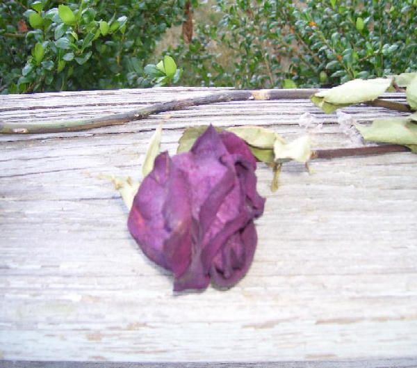 Dead Purple Rose by angeloflightness54 on DeviantArt