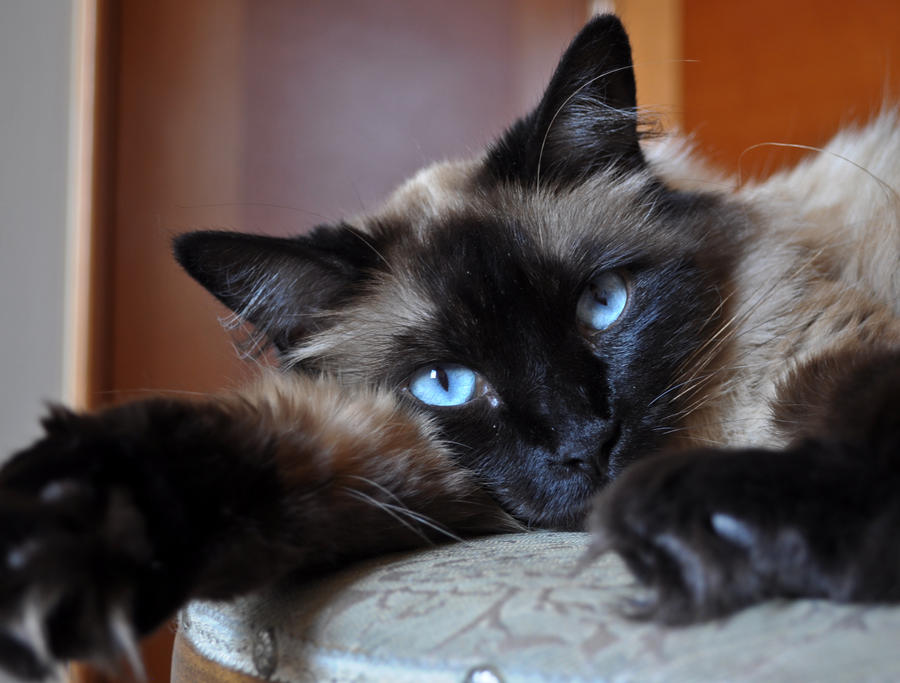 Luna, the ragdoll.