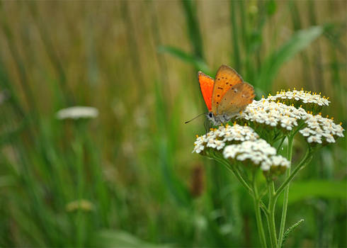 butterfly