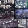 Field Observation I - Mushroom Variations