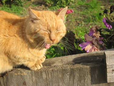 Sleepy flowers.