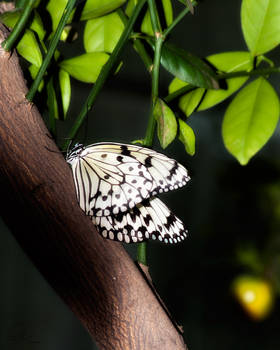 Butterfly 1