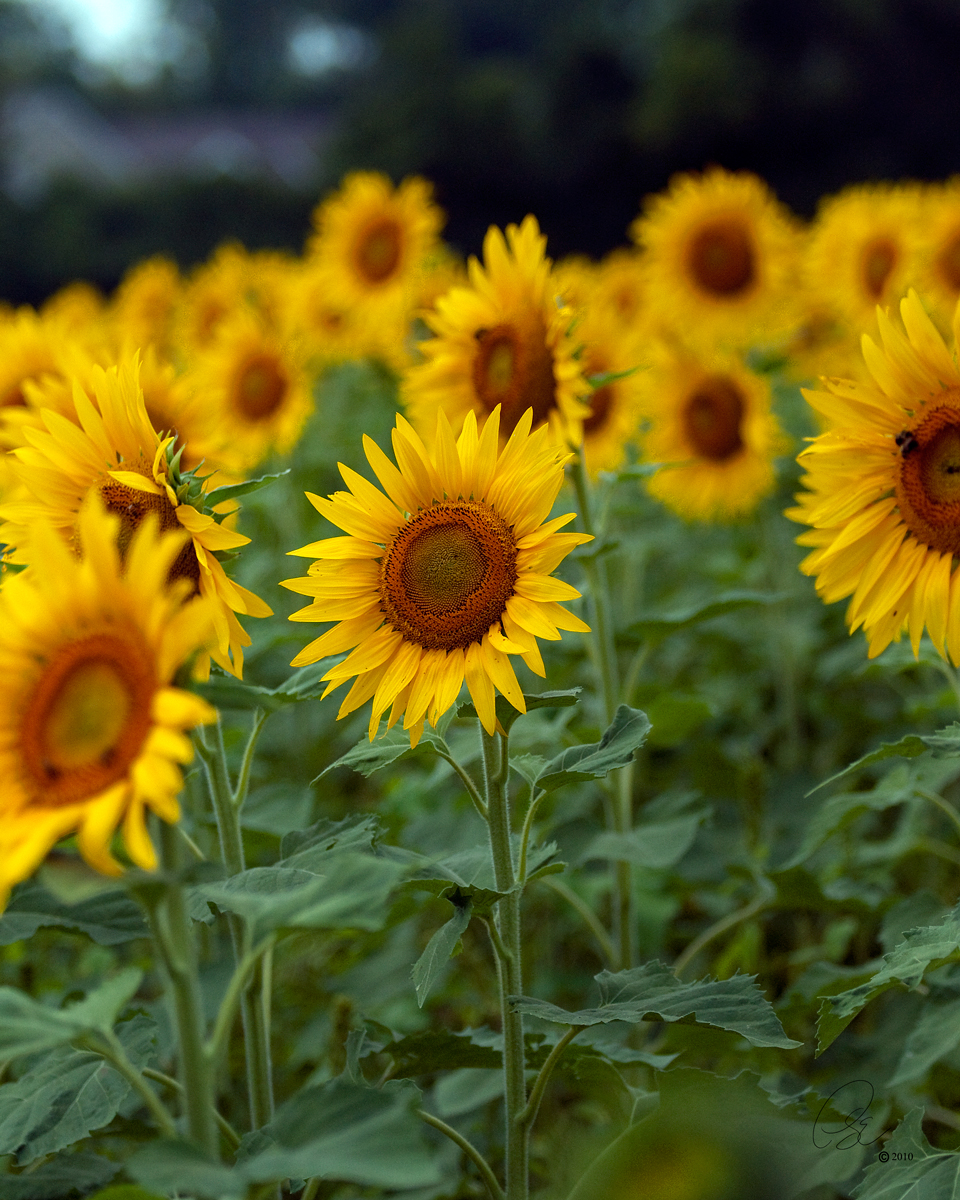 Sunflowers I