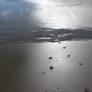 Paw Prints in the Sand