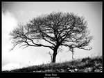 Dark tree 2 by PhotoPask