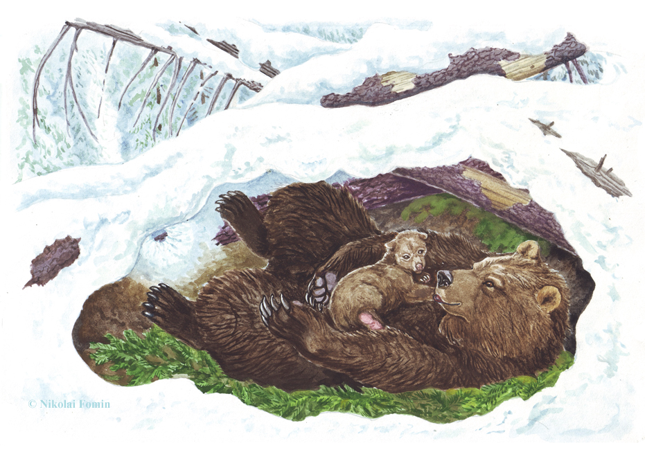 Topotok, the bear cub. In the lair.