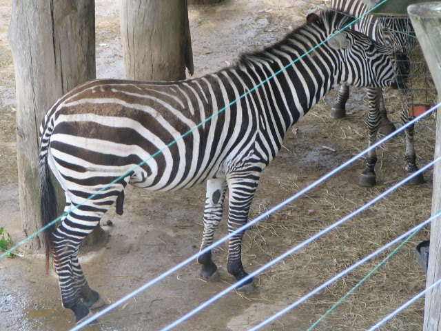 Our Stripey Friends.