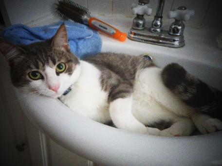 Tigger_in the sink