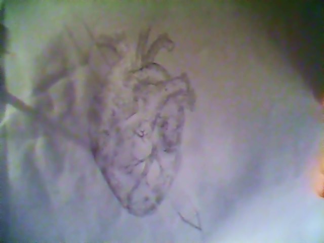 Anatomically correct Heart