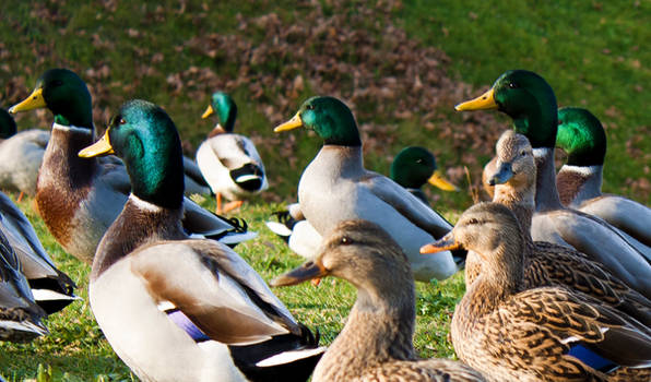 Mass of Mallards