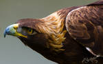 Golden Eagle 11-05-2013 by Lenore49