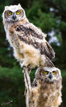 Raptor Workshop 11-05-2013 - Baby Owls by Lenore49