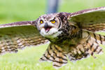 Raptor Workshop 11-05-2013 by Lenore49