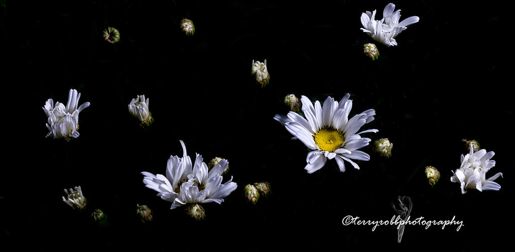 Image Daisy Exploding Daisy Explosion by Lenore49 on DeviantArt