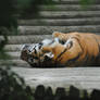 Basking tiger