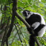 Walking with Lemurs