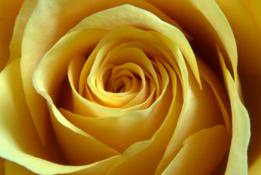 Yellow rose for friendship