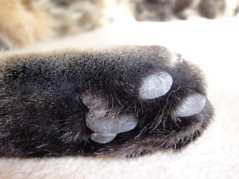 Muffin's Paw