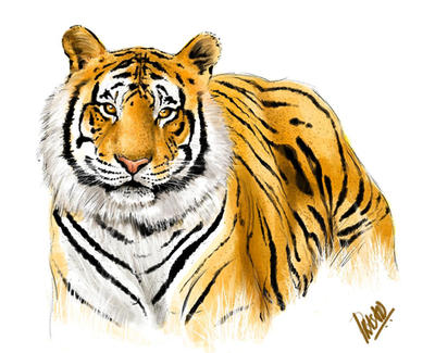 The royal bengal tiger