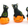 Black Kittens on Pumpkins