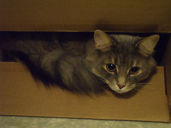 The cat in the box