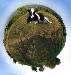 Planet Bovine