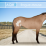 AQHR | Rogue Mouse