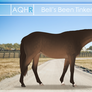 AQHR | Bell's Been Tinkered