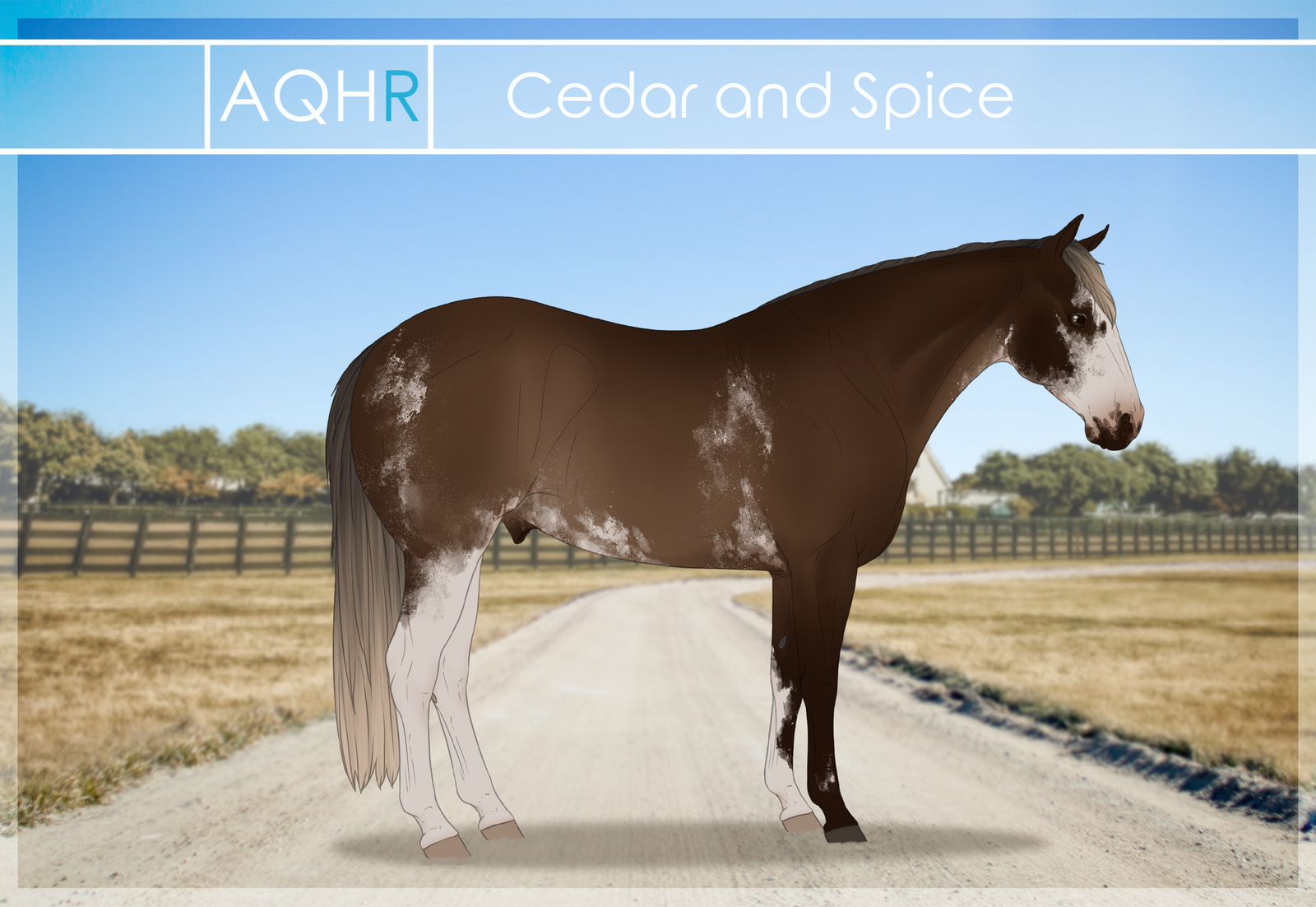 AQHR | Cedar and Spice