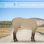 AQHR | Indiana Wind Song