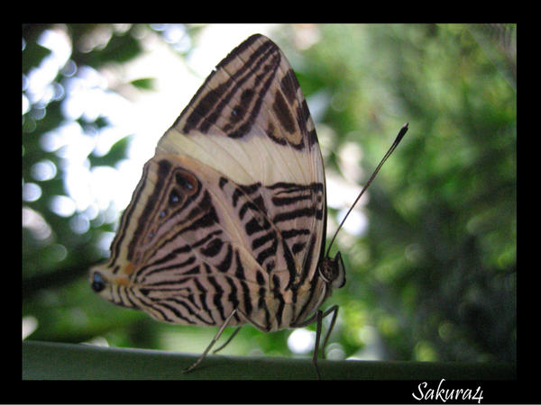 -sunlight_butterfly-