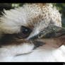 -Kookaburra-close-up