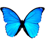 Render butterfly 5