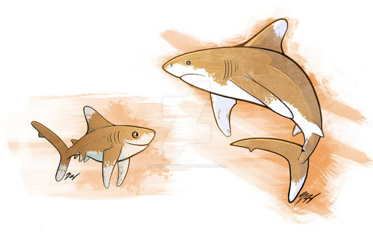 Sharkweek: Oceanic White Tip