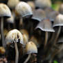 Mushroom crowd