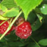 Raspberry