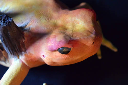 Golden Mantella Frog, face details