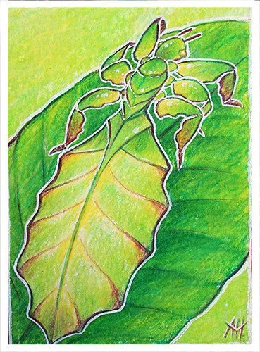 ACEO-Leaf Insect