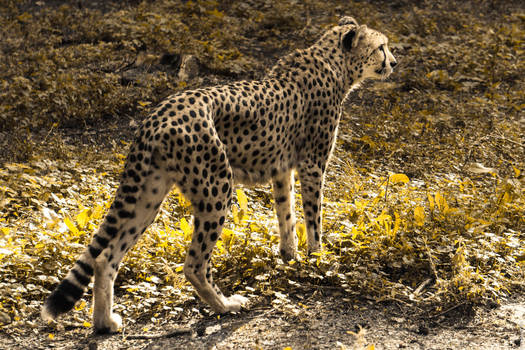 Mother Cheetah at the Zoo