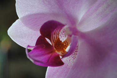 Orchid