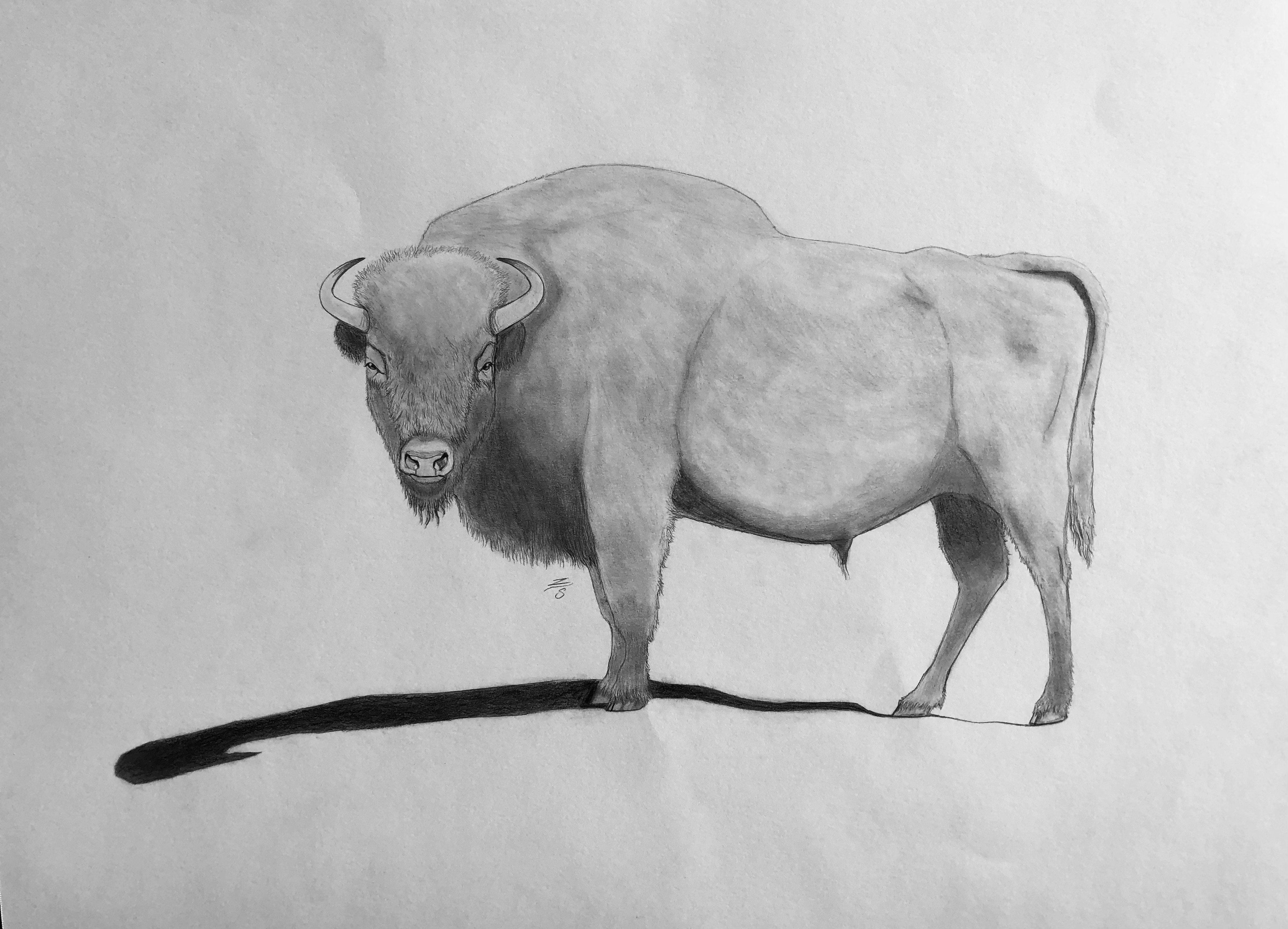 European Bison Back View European Bison by IMAGINETHATART99 on DeviantArt