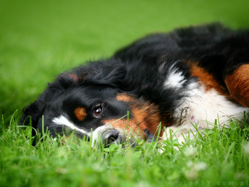 Bernese mountain dog