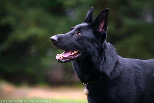 Black German Shepherd