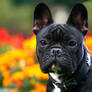 French bulldog