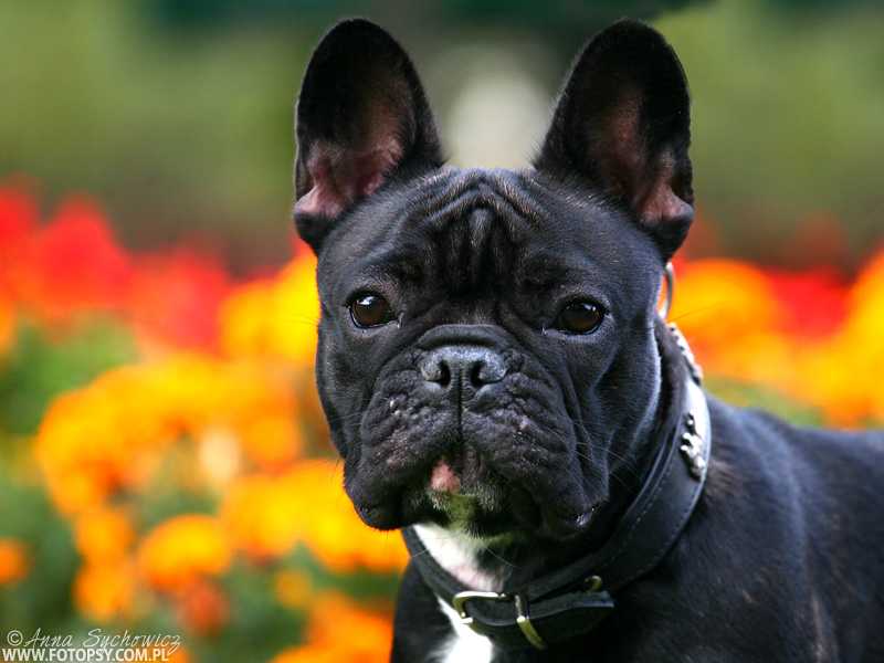 French bulldog