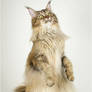 Maine Coon Roxi