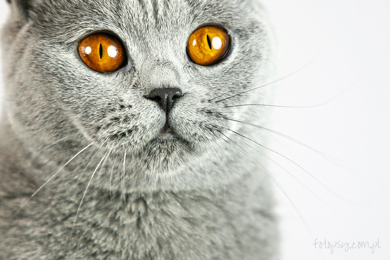 British shorthair